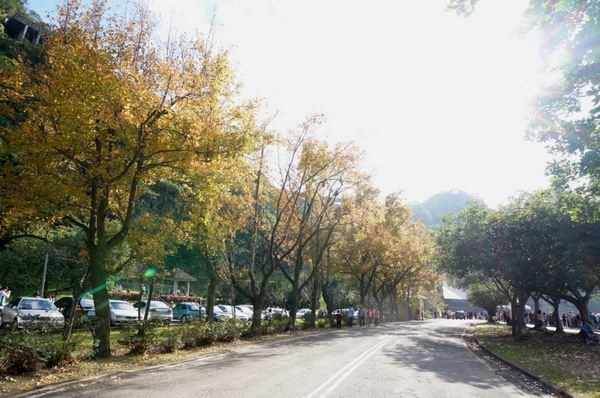 石門水庫:花況實境2013.12.7冬初賞楓趣【桃園/石門水庫】