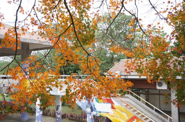 石門水庫:花況實境2013.12.7冬初賞楓趣【桃園/石門水庫】