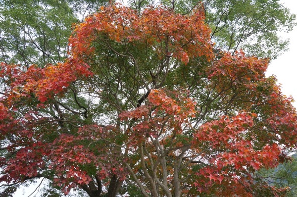 石門水庫:花況實境2013.12.7冬初賞楓趣【桃園/石門水庫】