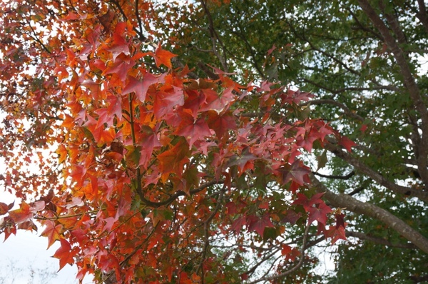 石門水庫:花況實境2013.12.7冬初賞楓趣【桃園/石門水庫】
