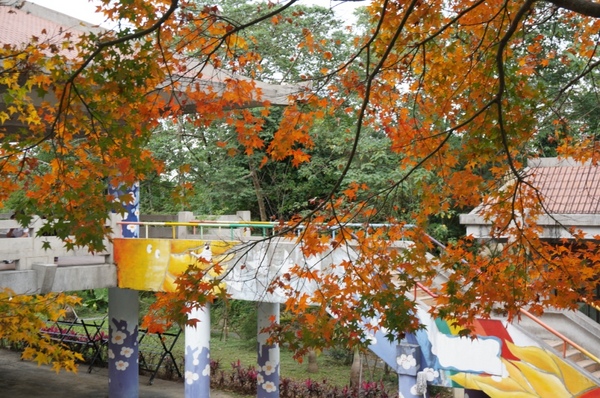 石門水庫:花況實境2013.12.7冬初賞楓趣【桃園/石門水庫】