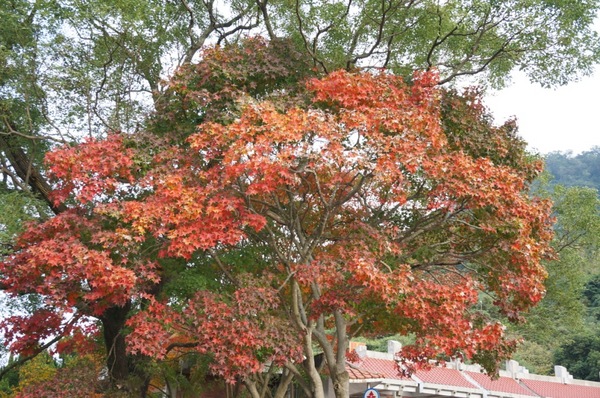 石門水庫:花況實境2013.12.7冬初賞楓趣【桃園/石門水庫】