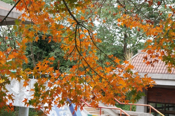 石門水庫:花況實境2013.12.7冬初賞楓趣【桃園/石門水庫】