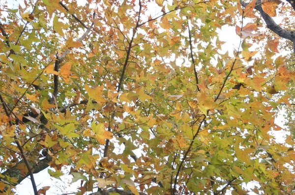 石門水庫:花況實境2013.12.7冬初賞楓趣【桃園/石門水庫】