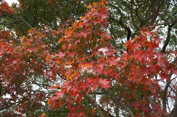 石門水庫:花況實境2013.12.7冬初賞楓趣【桃園/石門水庫】