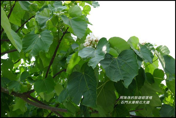 石門水庫桐花大道28.JPG