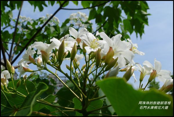 石門水庫桐花大道23.JPG