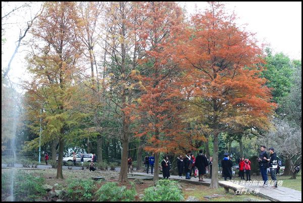 石門水庫楓紅了12.JPG