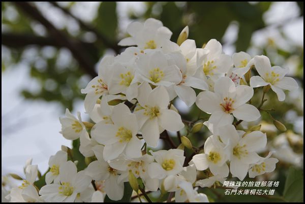 石門水庫桐花大道8.JPG