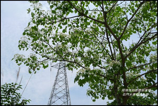 石門水庫桐花大道27.JPG