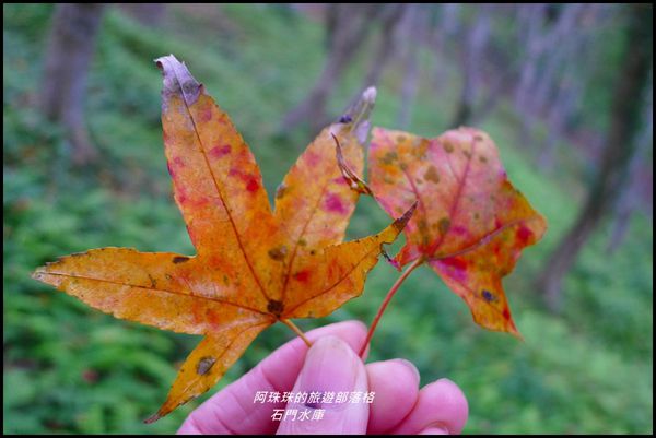 石門水庫楓紅了21.JPG