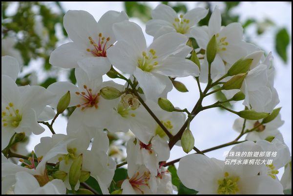 石門水庫桐花大道34.JPG