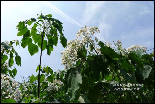 石門水庫桐花大道20.JPG