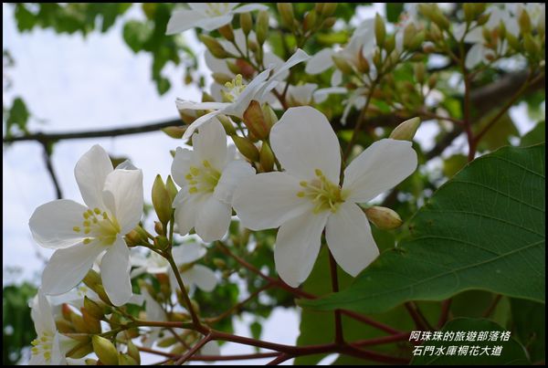 石門水庫桐花大道32.JPG
