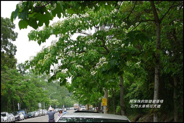石門水庫桐花大道40.JPG