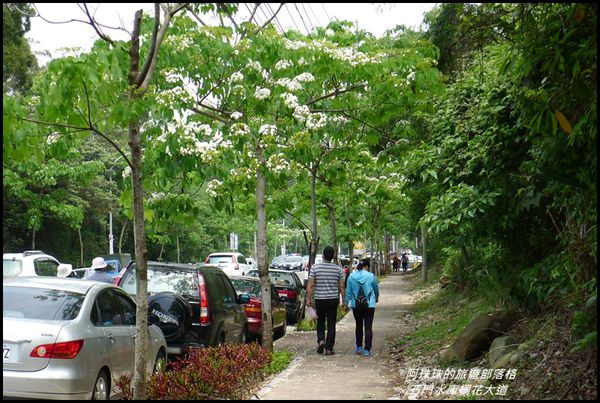 石門水庫桐花大道42.JPG
