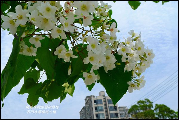 石門水庫桐花大道29.JPG