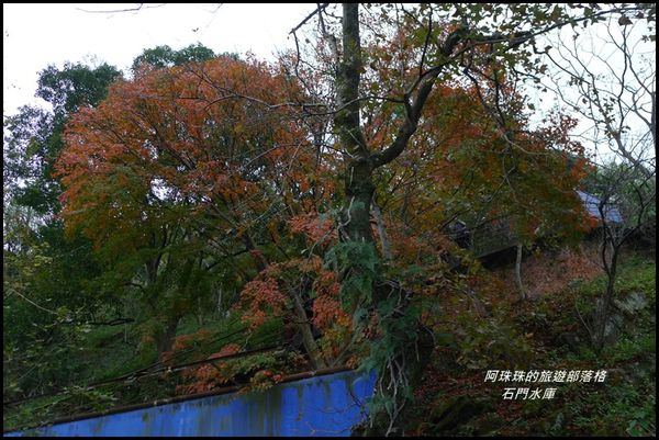 石門水庫楓紅了29.JPG