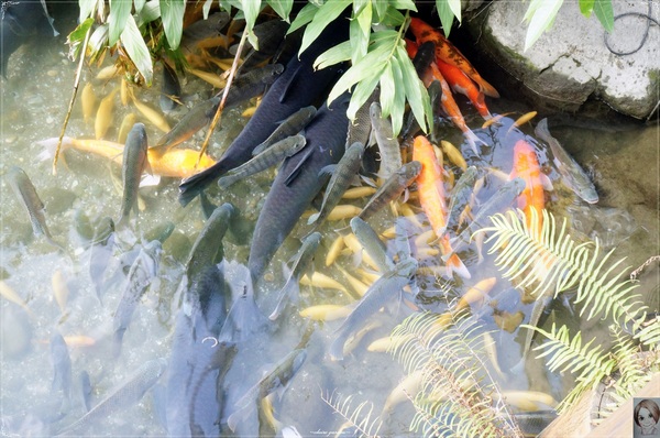 立川漁場：[花蓮爆點一日遊]花蓮 立川漁場~摸蜆兼洗褲之黃金蜆的故鄉