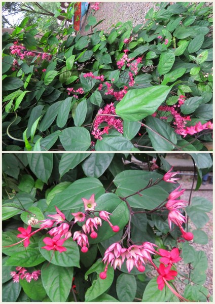 合興車站：像公園一樣的車站【新竹橫山/合興車站】