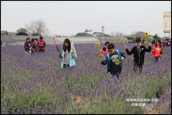向陽農場29.JPG