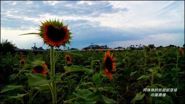 向陽農場5.jpg