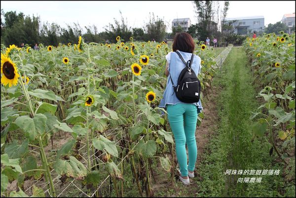 向陽農場16.JPG