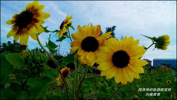 向陽農場6.jpg