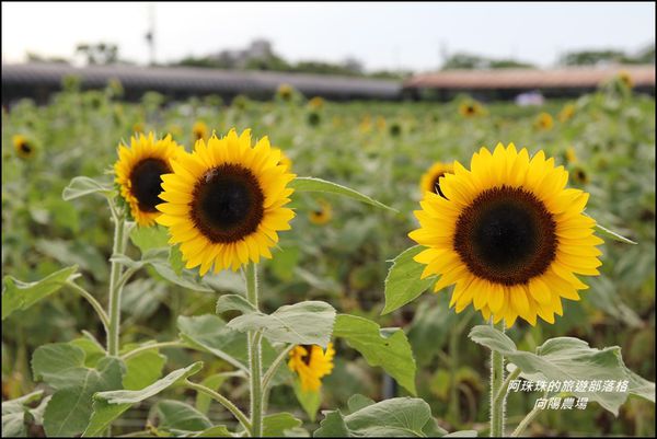向陽農場17.JPG