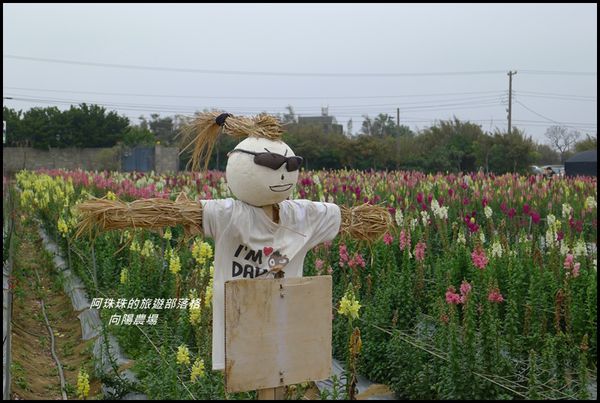 向陽農場40.JPG