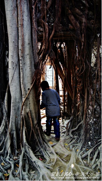 安平樹屋：【台南/安平】千年老妖精的樹屋~安平樹屋