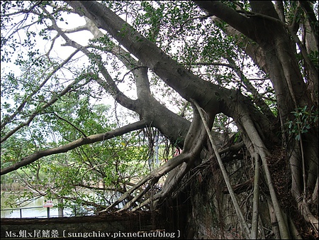安平樹屋：［台南安平］安平樹屋 & 英商德記洋行 & 蜷尾家x樹屋咖啡