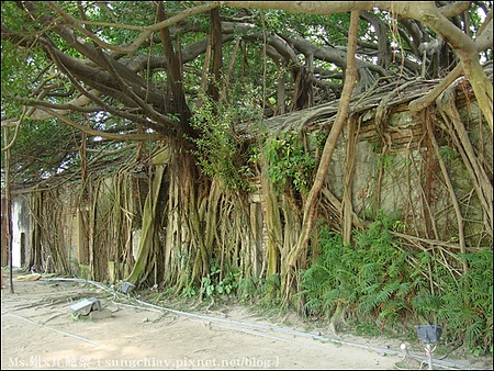 安平樹屋：［台南安平］安平樹屋 & 英商德記洋行 & 蜷尾家x樹屋咖啡