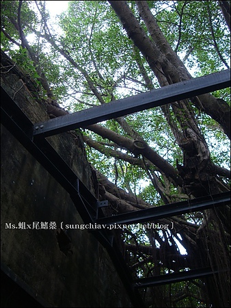 安平樹屋：［台南安平］安平樹屋 & 英商德記洋行 & 蜷尾家x樹屋咖啡