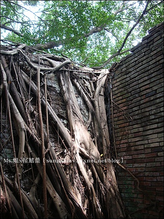 安平樹屋：［台南安平］安平樹屋 & 英商德記洋行 & 蜷尾家x樹屋咖啡