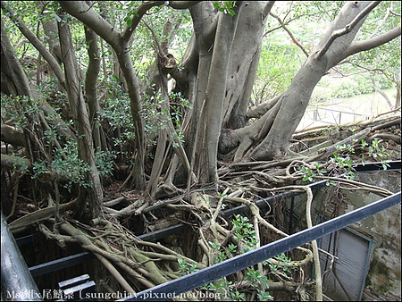 安平樹屋：［台南安平］安平樹屋 & 英商德記洋行 & 蜷尾家x樹屋咖啡