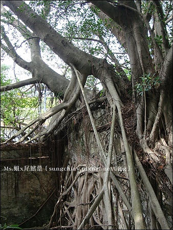 安平樹屋：［台南安平］安平樹屋 & 英商德記洋行 & 蜷尾家x樹屋咖啡