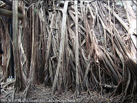 安平樹屋：［台南安平］安平樹屋 & 英商德記洋行 & 蜷尾家x樹屋咖啡