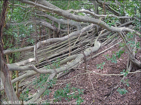 安平樹屋：［台南安平］安平樹屋 & 英商德記洋行 & 蜷尾家x樹屋咖啡