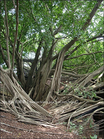 安平樹屋：［台南安平］安平樹屋 & 英商德記洋行 & 蜷尾家x樹屋咖啡