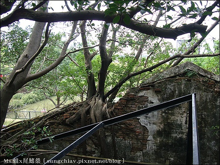 安平樹屋：［台南安平］安平樹屋 & 英商德記洋行 & 蜷尾家x樹屋咖啡