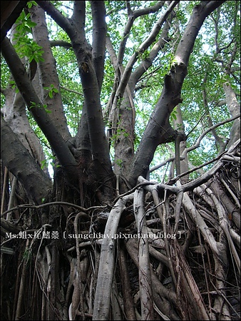 安平樹屋：［台南安平］安平樹屋 & 英商德記洋行 & 蜷尾家x樹屋咖啡