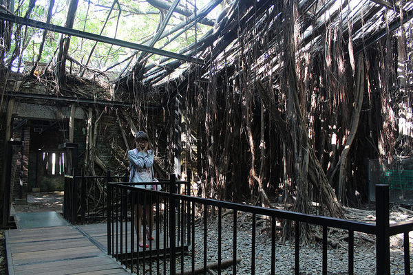 安平樹屋://台南景點//安平樹屋。大自然的偉大傑作,生命力的無限表現,一起大口呼吸吸鮮空氣吧