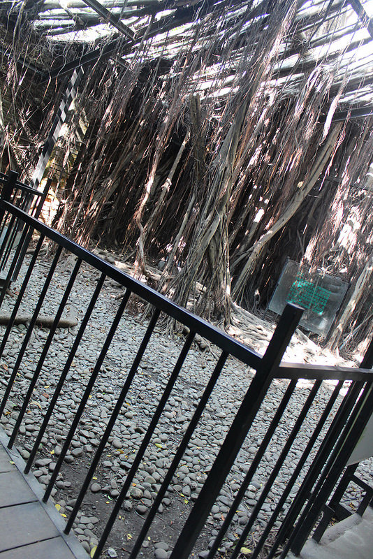 安平樹屋://台南景點//安平樹屋。大自然的偉大傑作,生命力的無限表現,一起大口呼吸吸鮮空氣吧