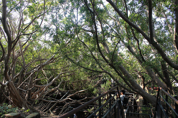 安平樹屋://台南景點//安平樹屋。大自然的偉大傑作,生命力的無限表現,一起大口呼吸吸鮮空氣吧