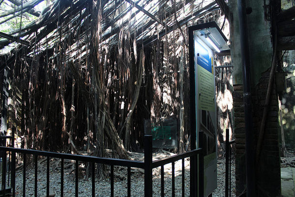 安平樹屋://台南景點//安平樹屋。大自然的偉大傑作,生命力的無限表現,一起大口呼吸吸鮮空氣吧