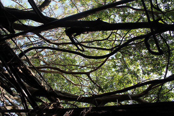 安平樹屋://台南景點//安平樹屋。大自然的偉大傑作,生命力的無限表現,一起大口呼吸吸鮮空氣吧