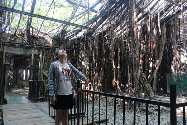 安平樹屋://台南景點//安平樹屋。大自然的偉大傑作,生命力的無限表現,一起大口呼吸吸鮮空氣吧