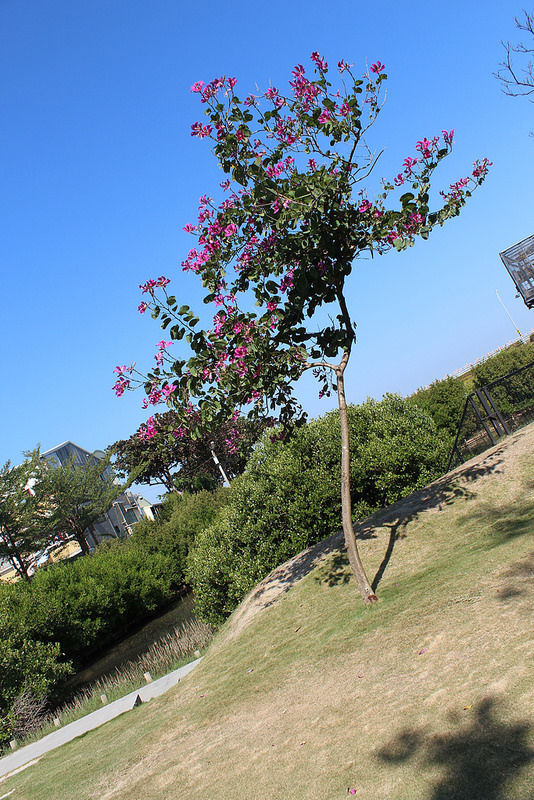 安平樹屋://台南景點//安平樹屋。大自然的偉大傑作,生命力的無限表現,一起大口呼吸吸鮮空氣吧