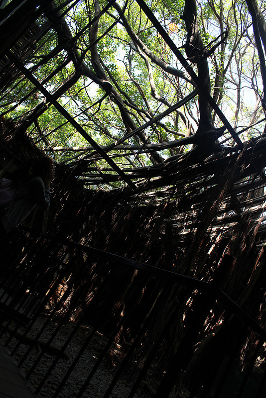 安平樹屋://台南景點//安平樹屋。大自然的偉大傑作,生命力的無限表現,一起大口呼吸吸鮮空氣吧